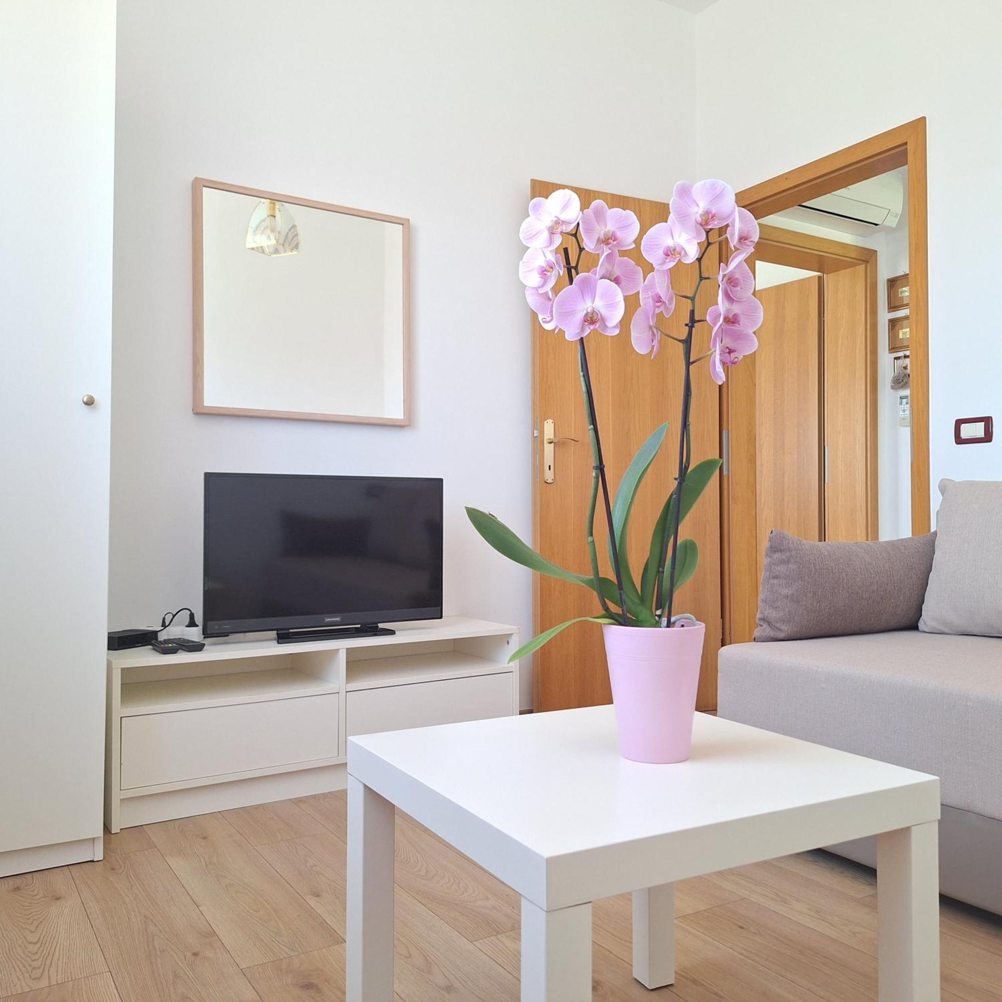 Apartment Mita Groznjan Exterior photo